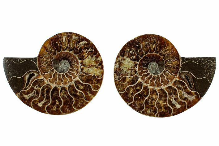 Cut & Polished, Agatized Ammonite Fossil - Madagascar #308160